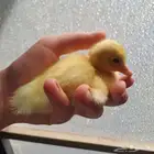 يتوفر صوصين بط