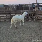 مشروع فحل حري صنف الصنف فاخر