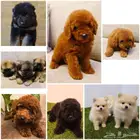 بومرينيان وميني توي بودل ويوركي وجيرمن شبرد