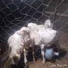 كباشة تربيه