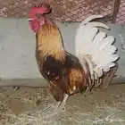 على السوم ماشاءالله