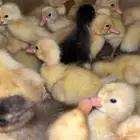 فروخ بط بكيني