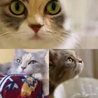 قطه لتبني العاجل