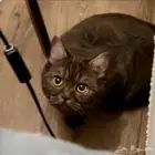 مجموعة قطط جميلة للتبني