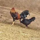 ديك للبيع على السوم