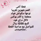 قطة انثى سكوتش فولد