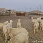 طليان حرية مقفلة شحم ولحم