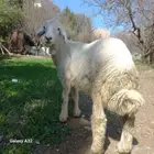 غنم حريات