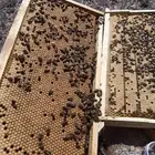 نحل وخلايا ومستلزمات نحل وعسل الرياض واجوارها