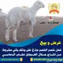 فحل صنف الصنف