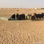 معزاء اشباب دفيع عددها 29 وعدد 10 جفار