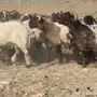 جذعان صنف للبيع