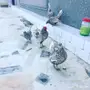 سبرايت خوارج 2017