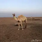 ضروبه وضحى كفو