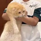 قط سكوتش للبيع