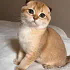 قطه سكوتش فولد