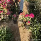 شتلات وشجيير