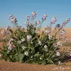 بذور يهق الجرجير البري كيلو واحد فقط