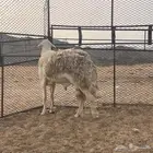 خروف فحل صنف
