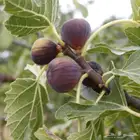 مزرعة العبق لبيع جميع انواع الشتلات اسعار جملة