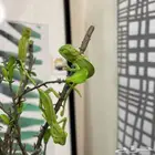 حرباء متوفر تمارا