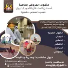 خيول وجمال ايجار