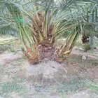اصنا نخل الصقي والعنبره و البرني العيص
