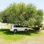 بذور الهجليج تمر صحراء البري