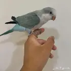 ببغاء كويكر مفقود بالرس حي الشفاء
