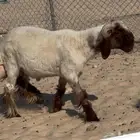 خروف فحل جذع صنف