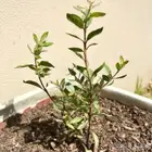 بذور الحناء شجرة الحناء للبيع