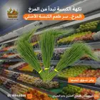 مرخ وسلع طازج طريق جابر الصباح