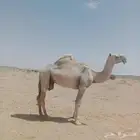 نياق. حيل.
