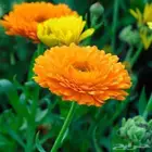 بذور اذريون كلانديولا للبيع