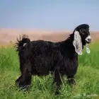 اغنام مزارع الخير ذبح وتوصيل حسب الطلب من المزرعة الى باب