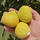 التين الاسباني الاصفر