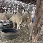 بهم تربيه وسط