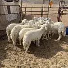 رخال حريات