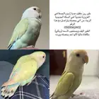 روز مفقود العزيزيه ت 6