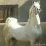 تخليص معاملات الخيل (ديراب)