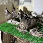 طبه هندي فاخره