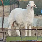 خاروف مشروع فحل للبيع ( بيشه )