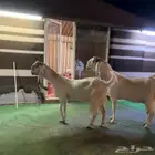 معزاء مطوره