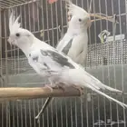 جوز كروان هولندي وايت بيد