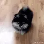 كلب بومرنيان ذكر 