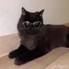 قط شيرازي امريكي للتبني