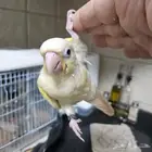 فروخ مون شيك