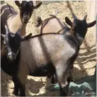 3 تيوس قزميه