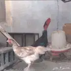 دجاج للبيع