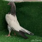 طبات حمام باكستاني